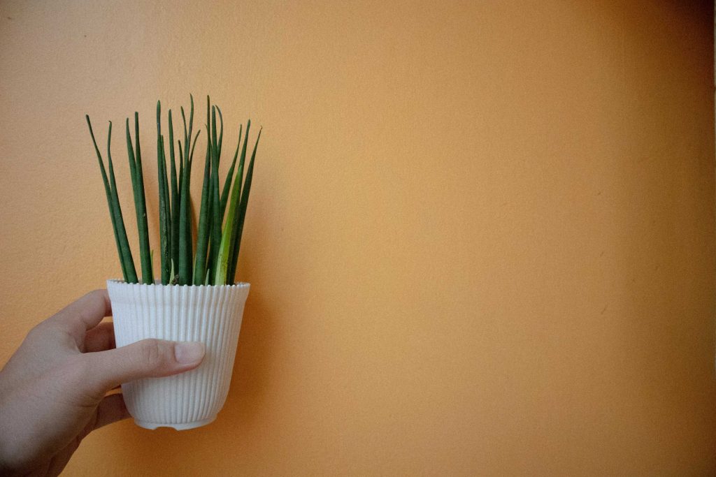 Kunstplanten