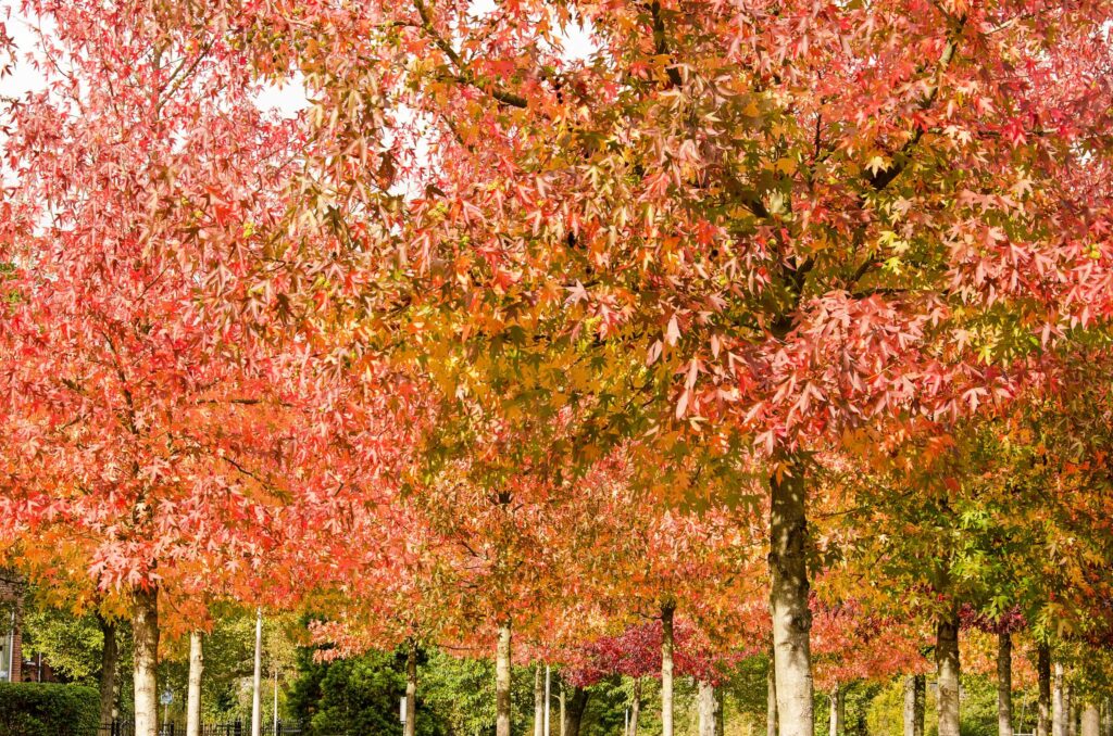 Liquidambar styraciflua