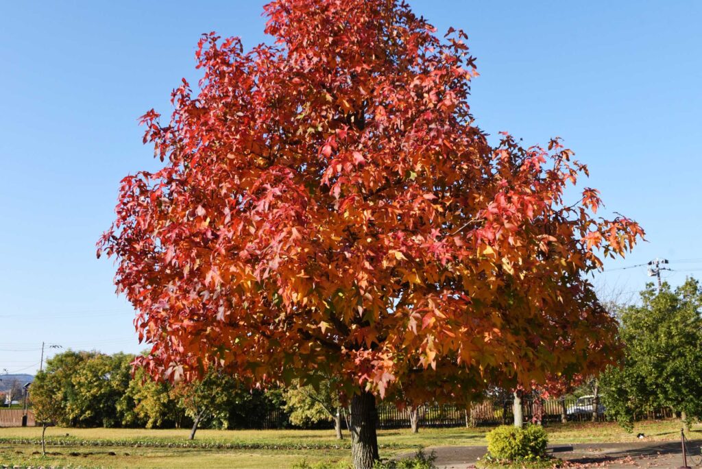 Liquidambar styraciflua