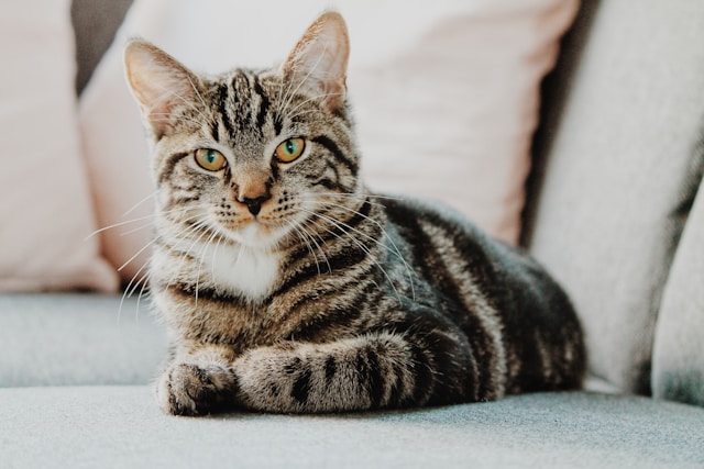 Kat