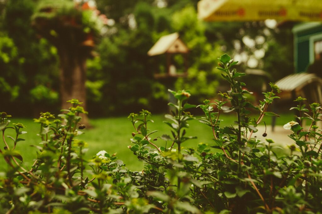 moestuin planten